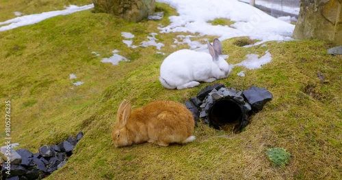 Rabbits Grazing on Snowy Grass in a Winter Landscape