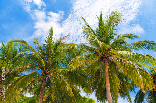 Wallpaper Mural green coconuts growing on palm trees on the background a blue sky in the tropics Torontodigital.ca