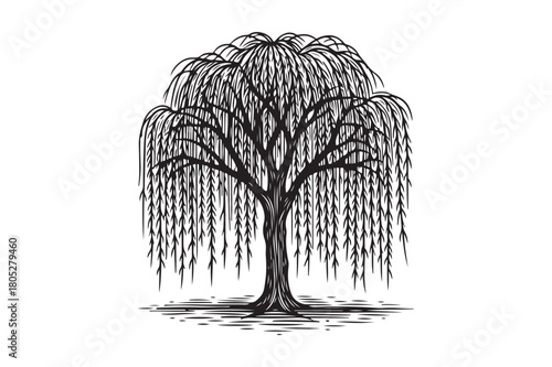 Detailed black and white illustration of a weeping willow tree