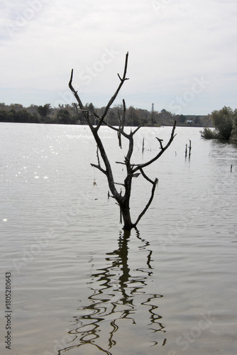 Silent Guard over a small Lake