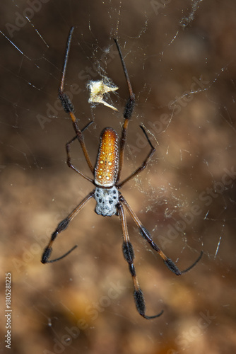 Waiting for Paitence to Payoff