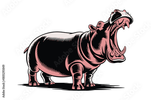 Aggressive hippopotamus roaring with mouth wide open