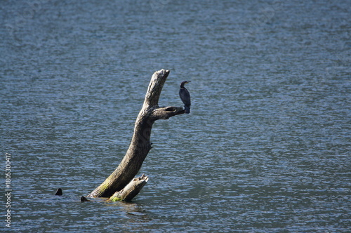 Cormorant (Phalacrocorax carbo) on Loch Creran is a sea loch in Argyll and Bute, on the West Coast of Scotland, UK