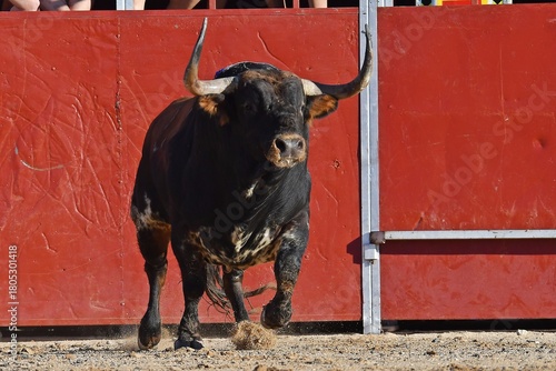 toro bravo español marron y español