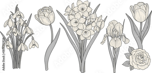 Slika na platnu Collection of hand drawn spring flowers snowdrop tulip daffodil iris and rose botanical black and white vector illustration