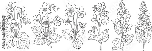 Fotografija Set of hand drawn violet flower sketches botanical black and white line art vector illustration isolated on white background