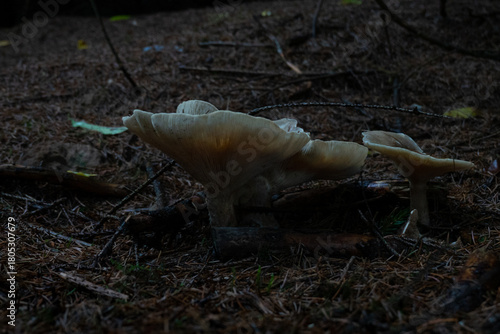 Grey mushroom, Clouded agaric, also known as Cloud funnel, in a dark pine forest