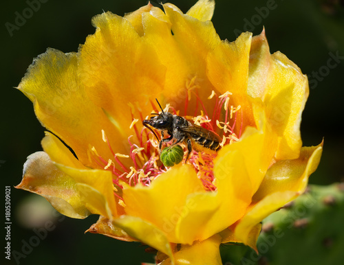 A Cactus Woodborer Bee (Lithurgopsis) pollinating inside a Prickly Pear Cactus flower with its long tongue fully extended and visible. Close up view.