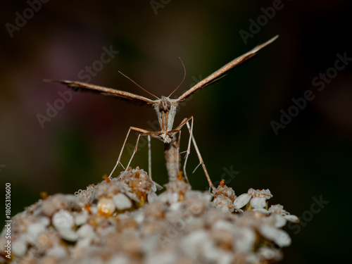 Macro front view of a plume moth (Pterophoridae) with its distinctive T-shaped wings resting on a wildflower, captured with sharp detail against a soft, natural background.