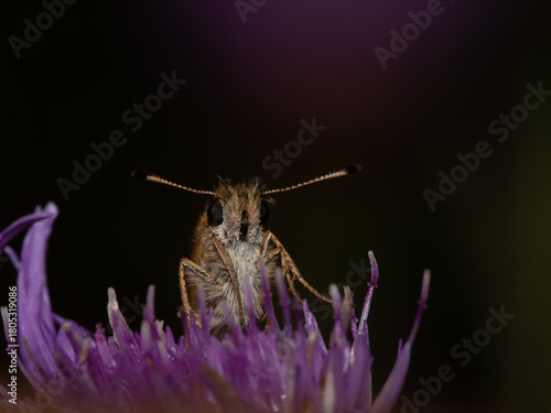 Macro front view of a small butterfly or skipper resting on a purple flower, captured with sharp detail against a dark background