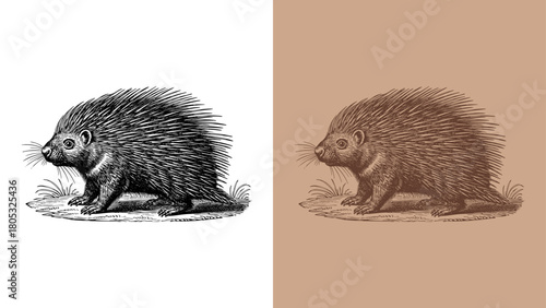 Vintage Porcupine Engraving Illustration