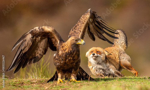 Zorro y Águila Real