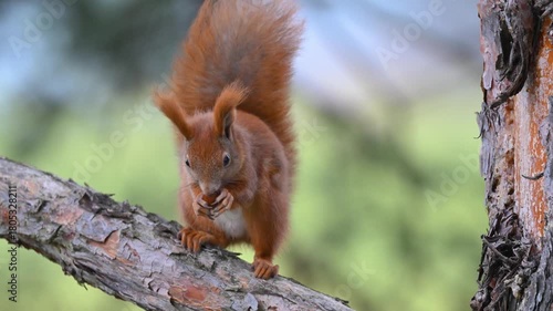 Feeding Time: Red Squirrel Foraging in the Forest