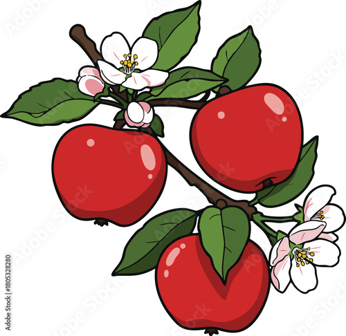 Red apples with green leaves and white blossoms on branch vector illustration natural fruit design 