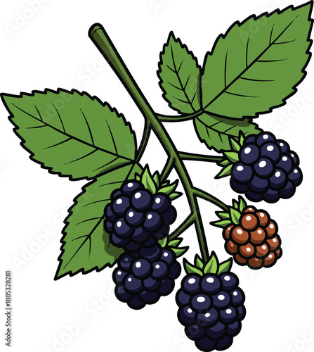 Blackberry fruit branch with green leaves and ripe black and red berries vector illustration natural plant food design 