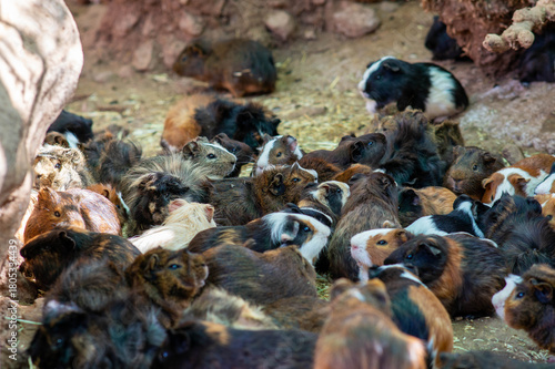 Guinea pig in nature