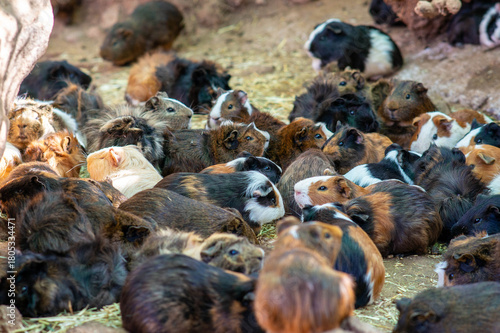 Guinea pig in nature