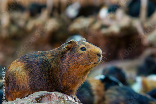 Guinea pig in nature