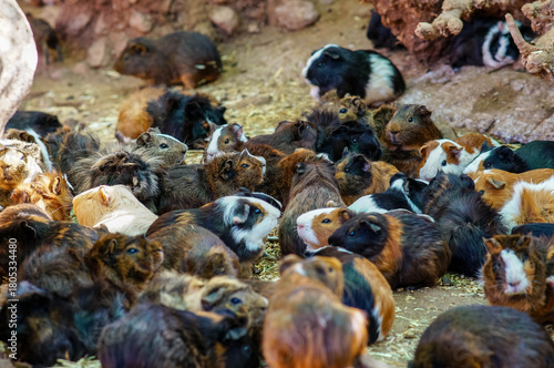 Guinea pig in nature