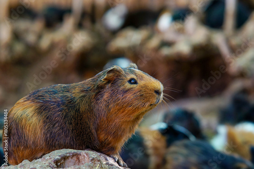 Guinea pig in nature