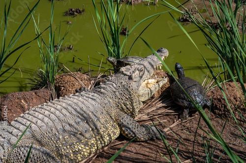 A crocodile and a turtle on the banks of the Nile