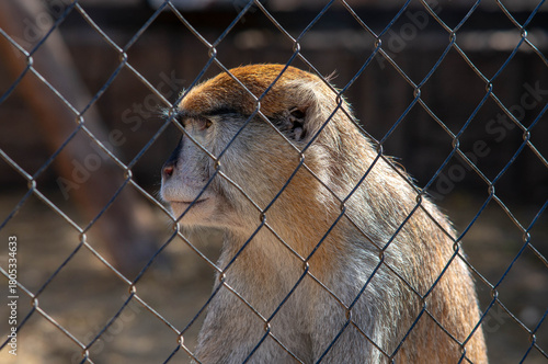 A monkey behind a fence