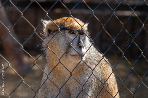 A monkey behind a fence