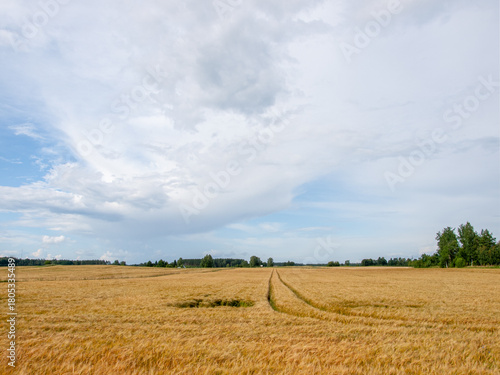 Golden barley field with tractor tracks leading toward the horizon under a bright summer sky. Peaceful rural landscape in soft natural light.
