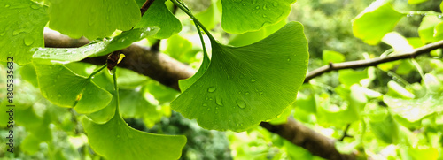 Fresh green ginkgo biloba leaves with dew droplets, highlighting their unique fan shaped form. A vibrant botanical scene medicine, healing properties, natural remedies, wellness, and plant science.