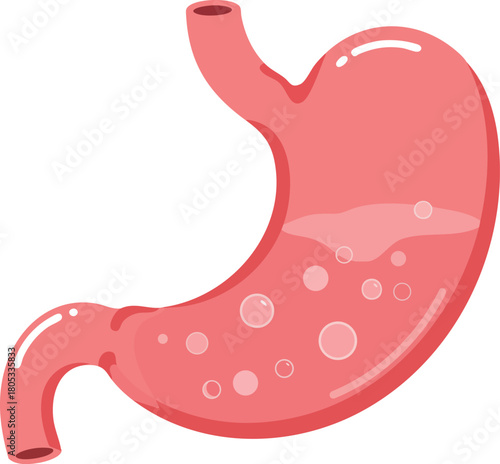 Human Stomach Anatomy Vector Illustration of Digestive Organ in Pink Color for Medical Education and Health Awareness 