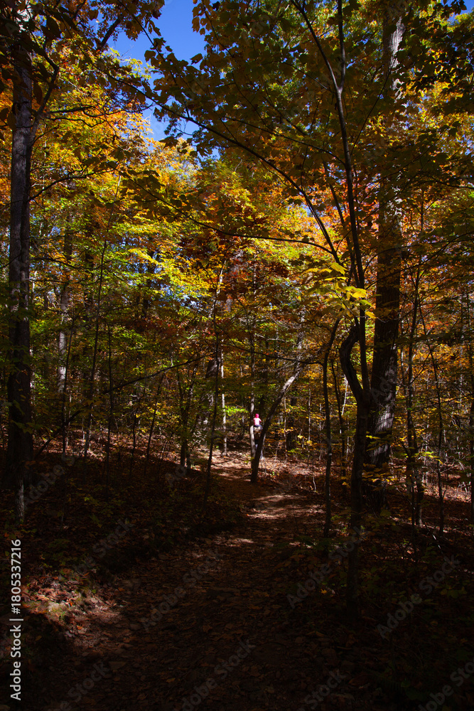 Fototapeta premium autumn in the forest in arkansas