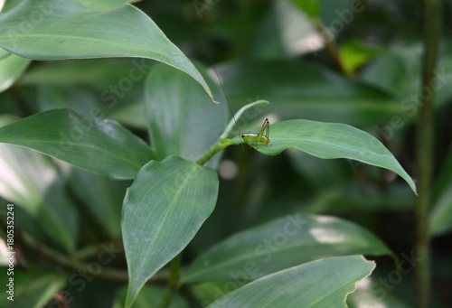 A cricket insect with a green color is sitting on the leaf of a crepe ginger plant