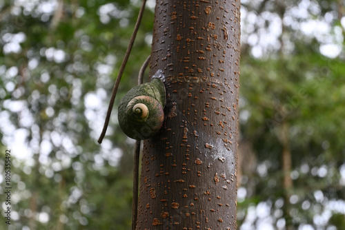 An endemic land snail known as the giant land snail holding onto a tree stem