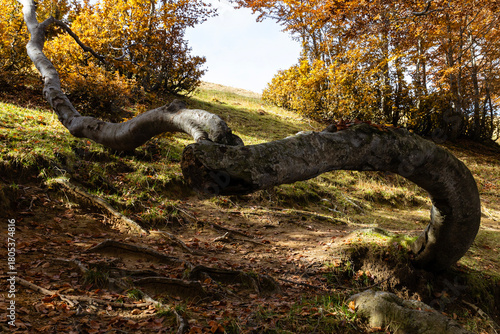 A beech tree with a twisted trunk due to soil creep, Bosco dei Faggi Torti, Monti della Laga, Abruzzo, Italy