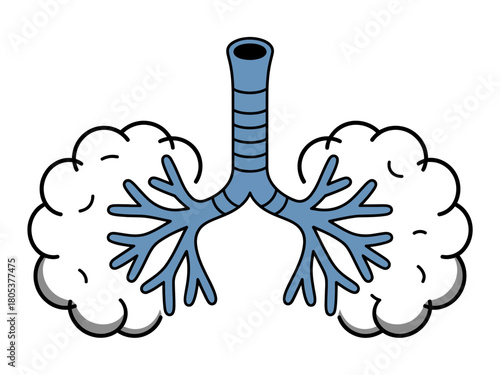 Illustration of lungs with trachea and bronchioles