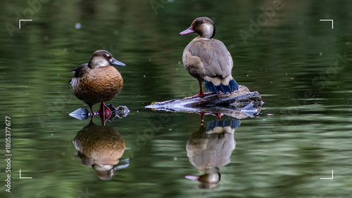 Canvas Print Ducks in a lake with shadows appearing