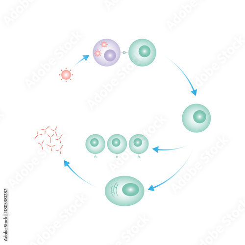B Cell Activation Process Science Design. Vector Illustration.