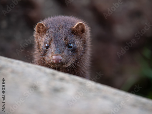 American mink (Mustela vison) looking over a rock, close-up portrait in natural habitat.