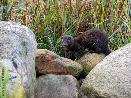 American mink standing on rocks near water in a natural wetland habitat.