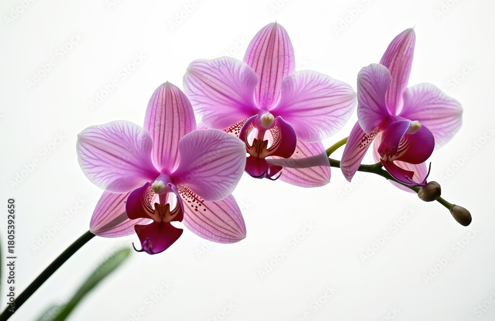 Obraz premium Three light pink orchids with dark stripes on white background. Delicate petals show intricate details and soft glow. Fresh blooms on stem, natural beauty, isolated plant.