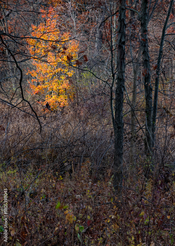 741-53 Bradford Splendor