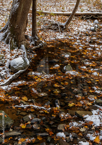 741-35 Snow and Leaves on Hammel Creek