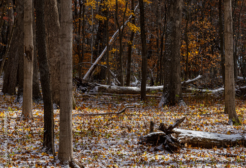 741-41 Forest Floor Snow