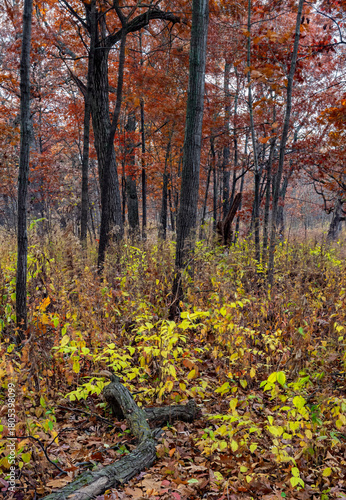 741-56 Oak Red, Honeysuckle Yellow