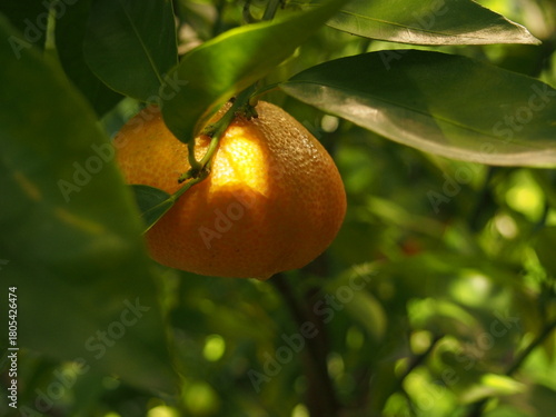Pomarańcza
