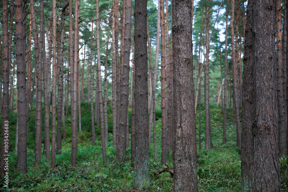 Obraz premium trees in the forest and park