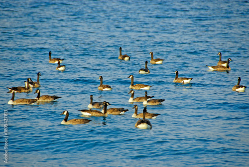 Canadian Geese float on The St Clair River at the mouth of Lake Huron at Port Huron MI . 11.20.25