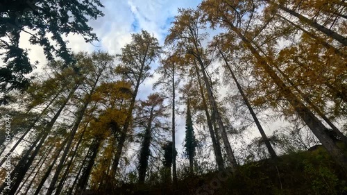 Tall trees in the forest