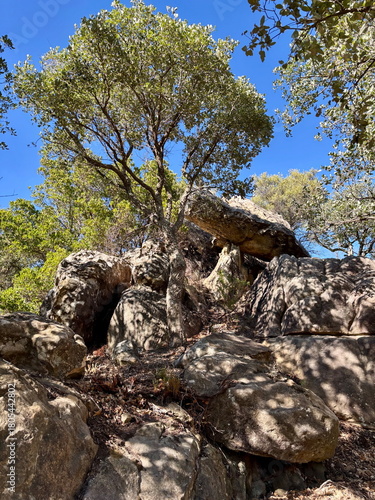 A cork tree growing among rocks in southern Spain