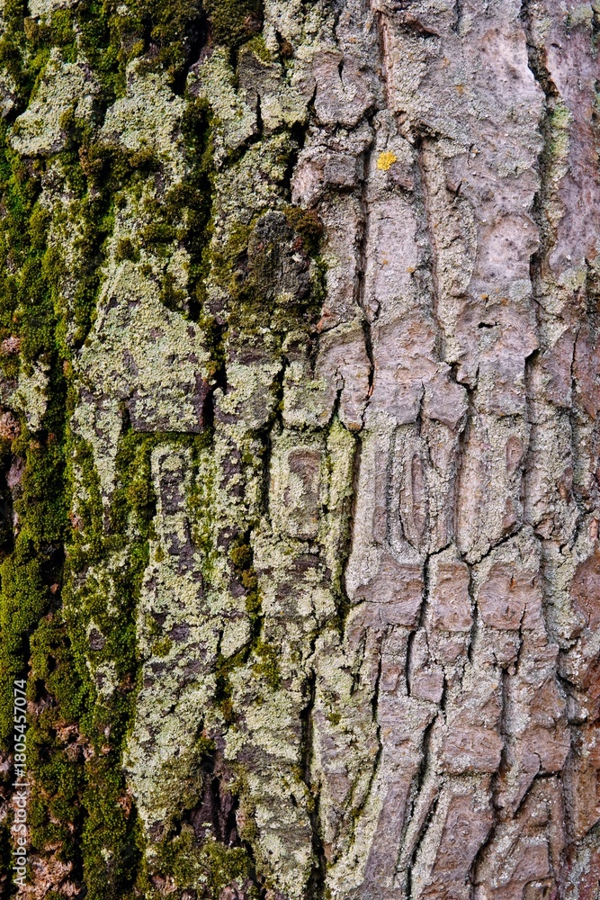 Fototapeta premium vertical close up of deeply textured tree bark, richly covered in varying shades of green, brown, and grey moss and lichen, creating a natural abstract pattern
